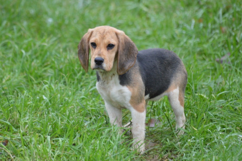 de l'arche de Riwan - Chiot disponible  - Beagle