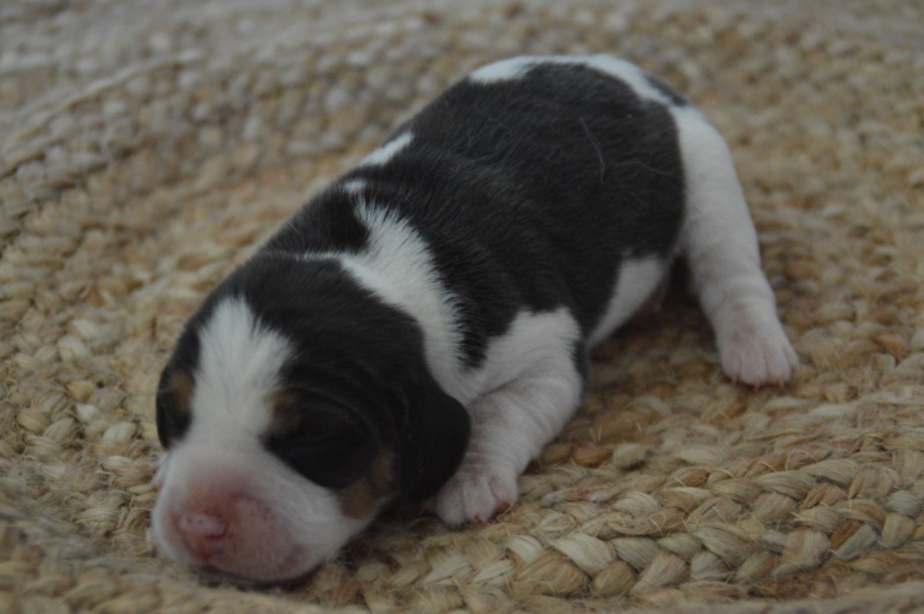 de l'arche de Riwan - Chiot disponible  - Beagle