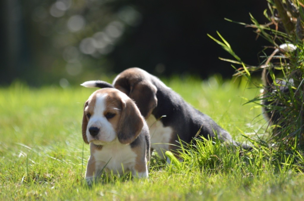 chiot 2024