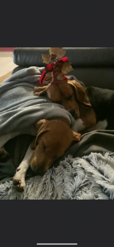 Beagle
