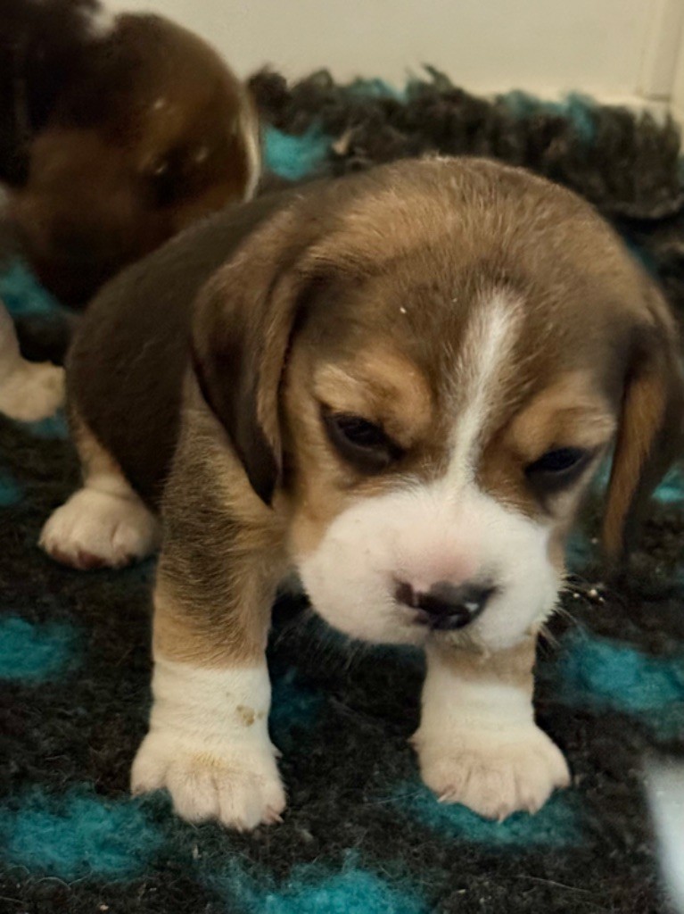 de l'arche de Riwan - Chiots disponibles - Beagle
