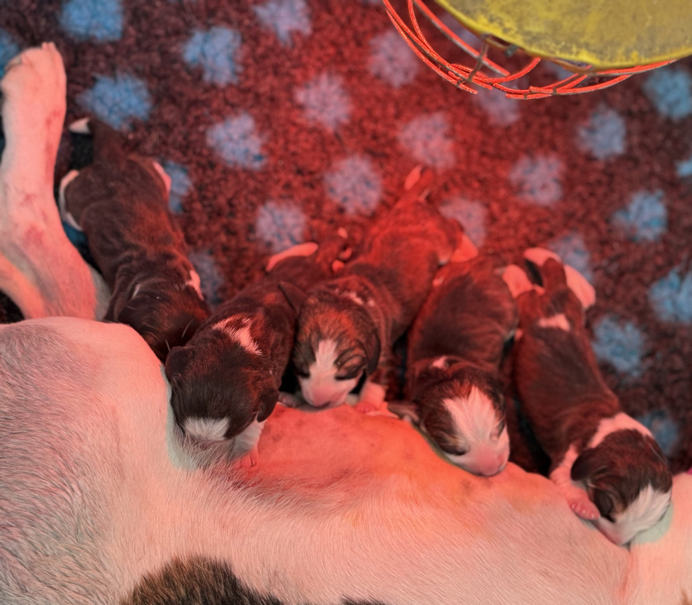 Chiot Beagle de l'arche de Riwan