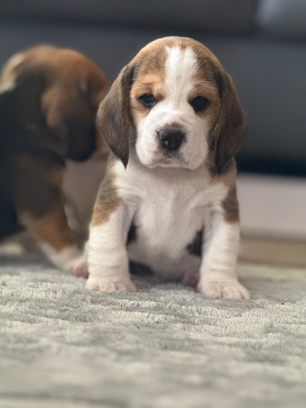 de l'arche de Riwan - Chiots disponibles - Beagle