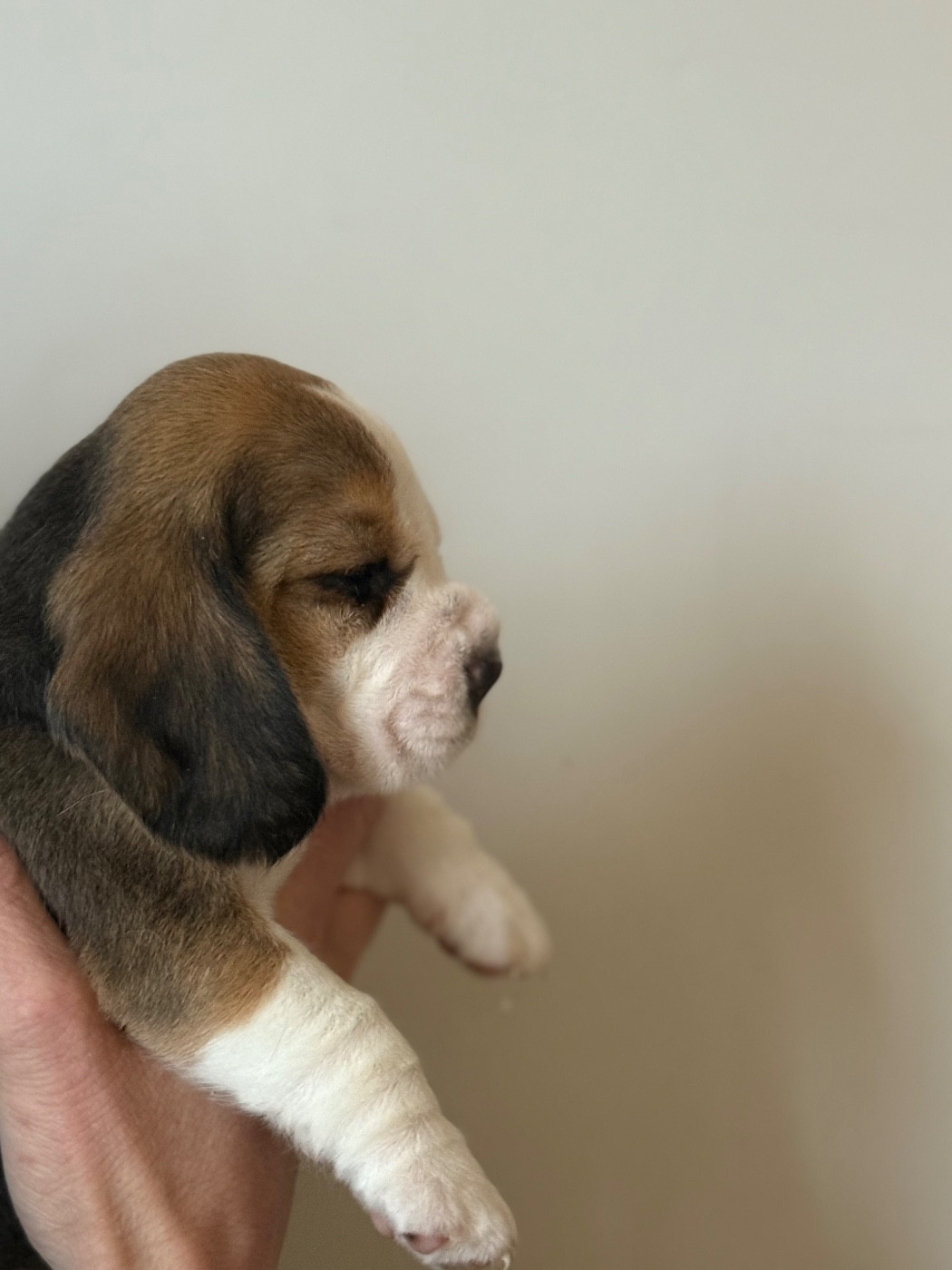 de l'arche de Riwan - Chiots disponibles - Beagle