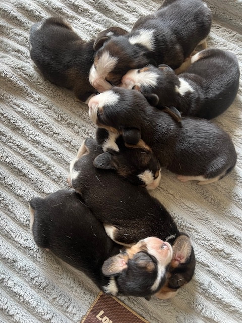 Chiot Beagle de l'arche de Riwan