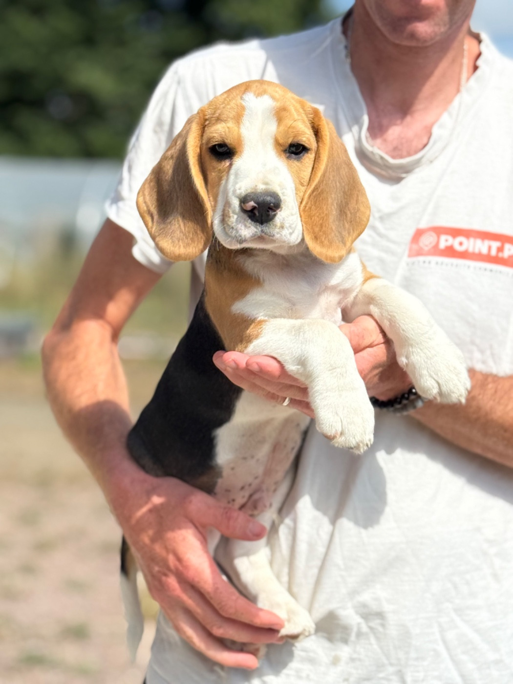 de l'arche de Riwan - Chiots disponibles - Beagle