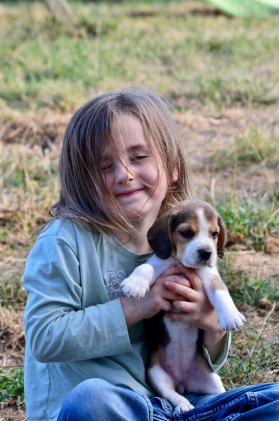 de l'arche de Riwan - Chiots disponibles - Beagle