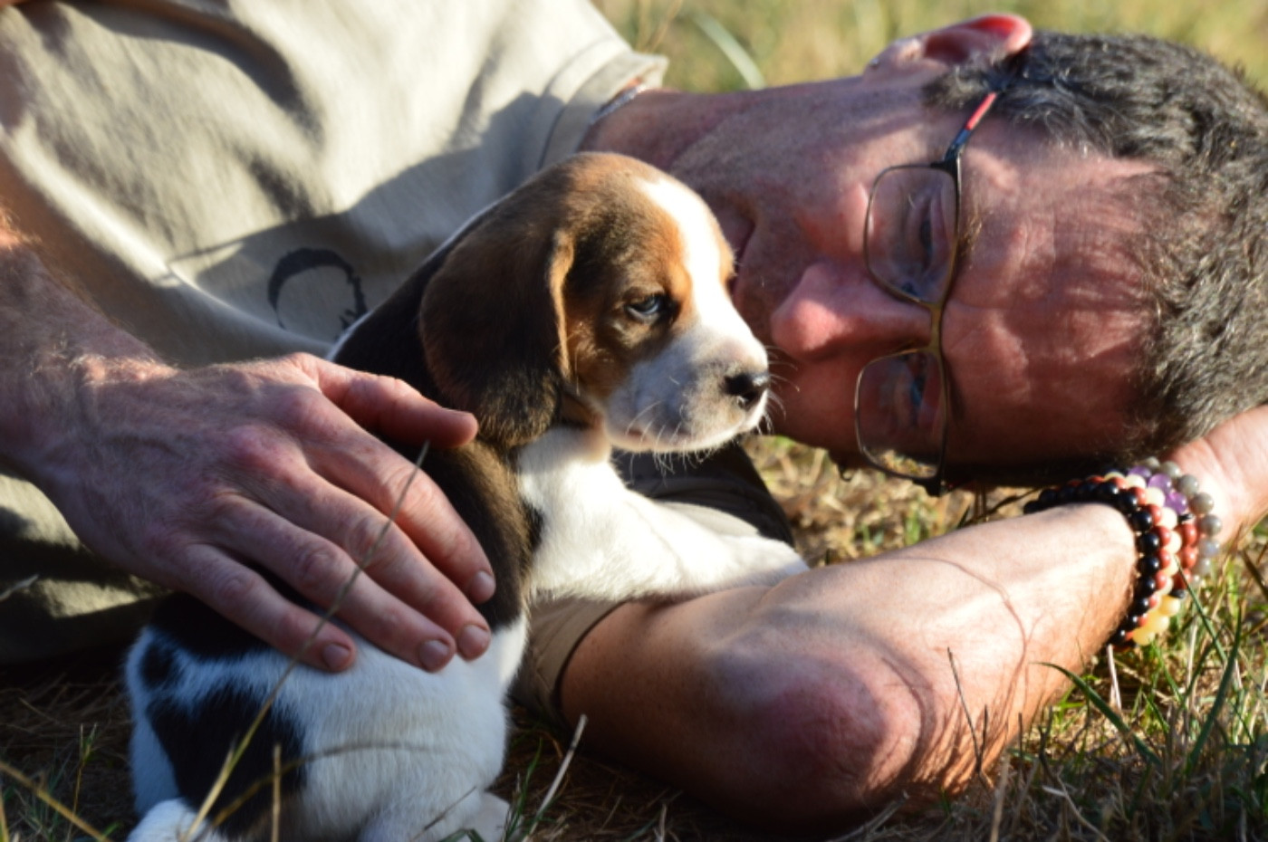 de l'arche de Riwan - Chiots disponibles - Beagle