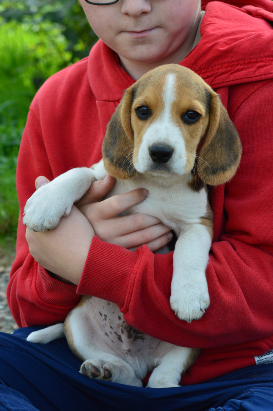 de l'arche de Riwan - Chiots disponibles - Beagle