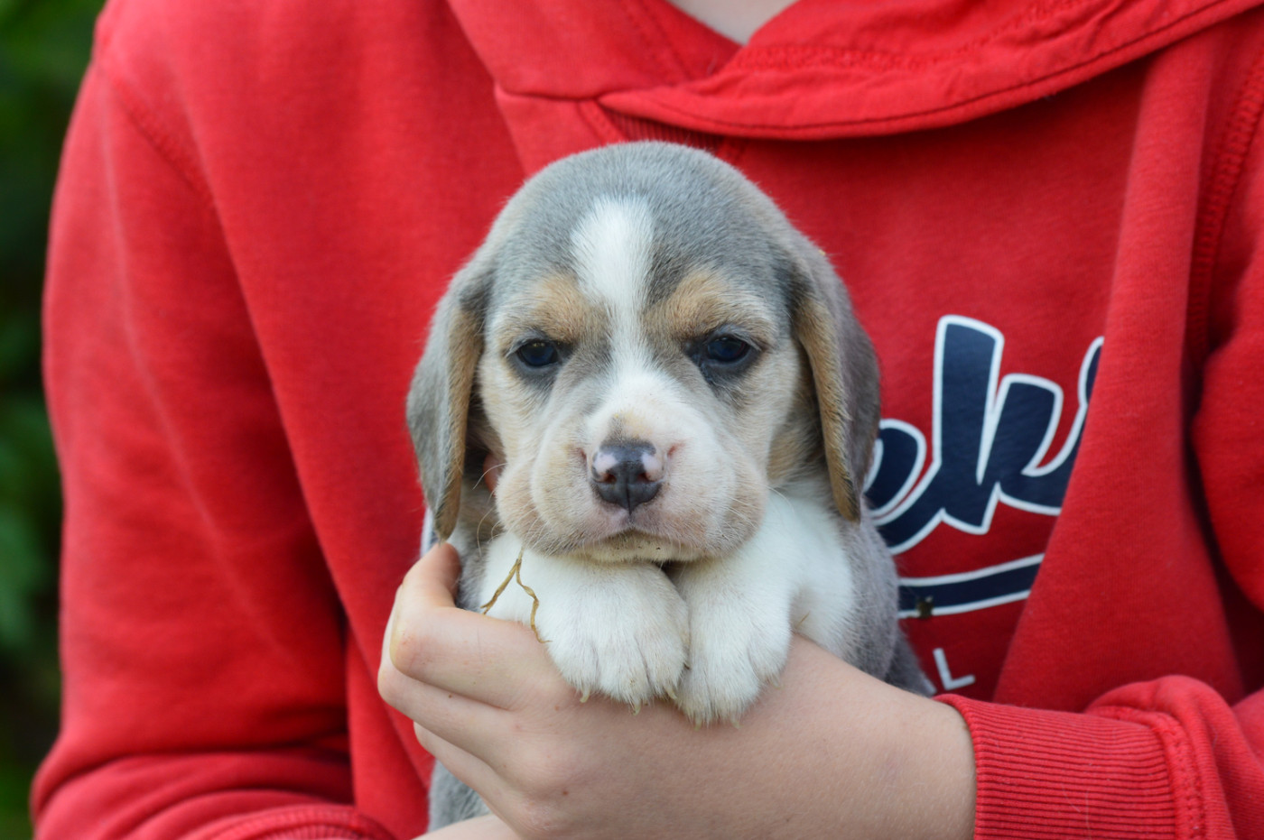 de l'arche de Riwan - Chiots disponibles - Beagle