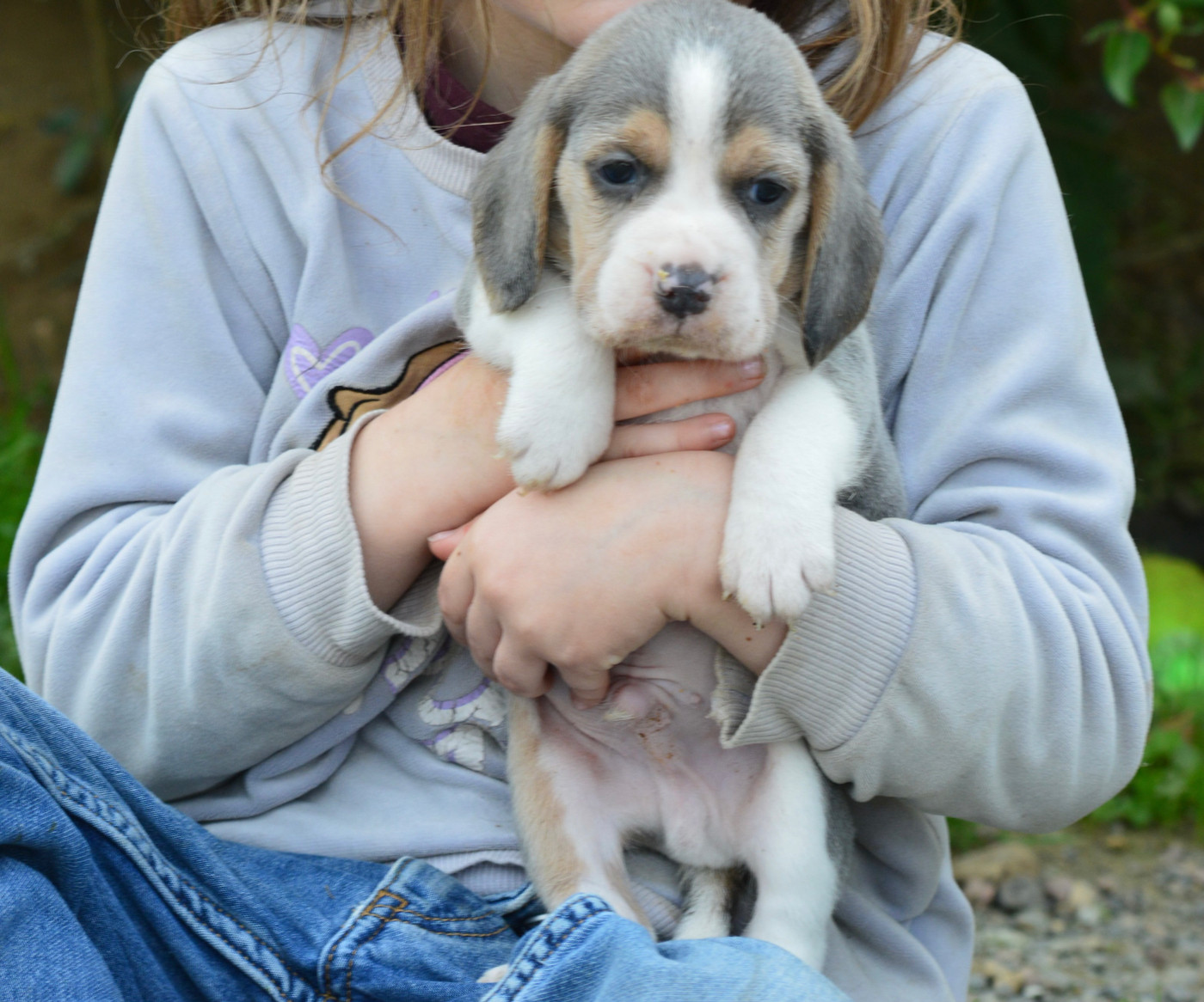 de l'arche de Riwan - Chiots disponibles - Beagle