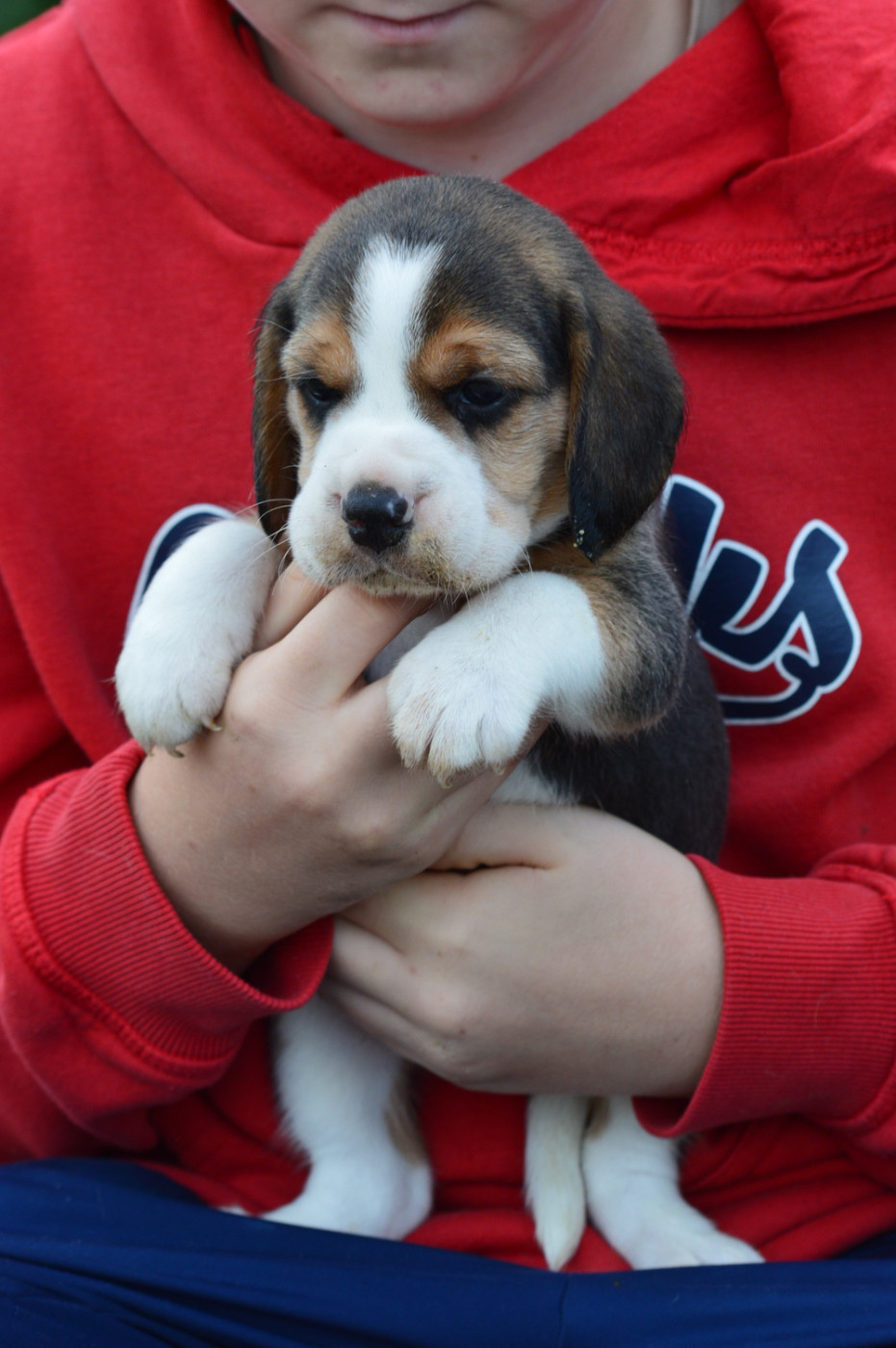 de l'arche de Riwan - Chiots disponibles - Beagle