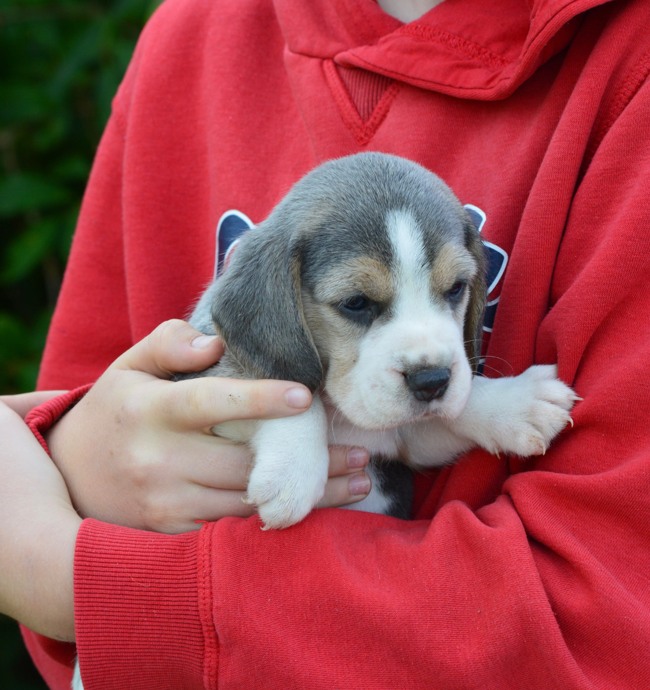 de l'arche de Riwan - Chiots disponibles - Beagle