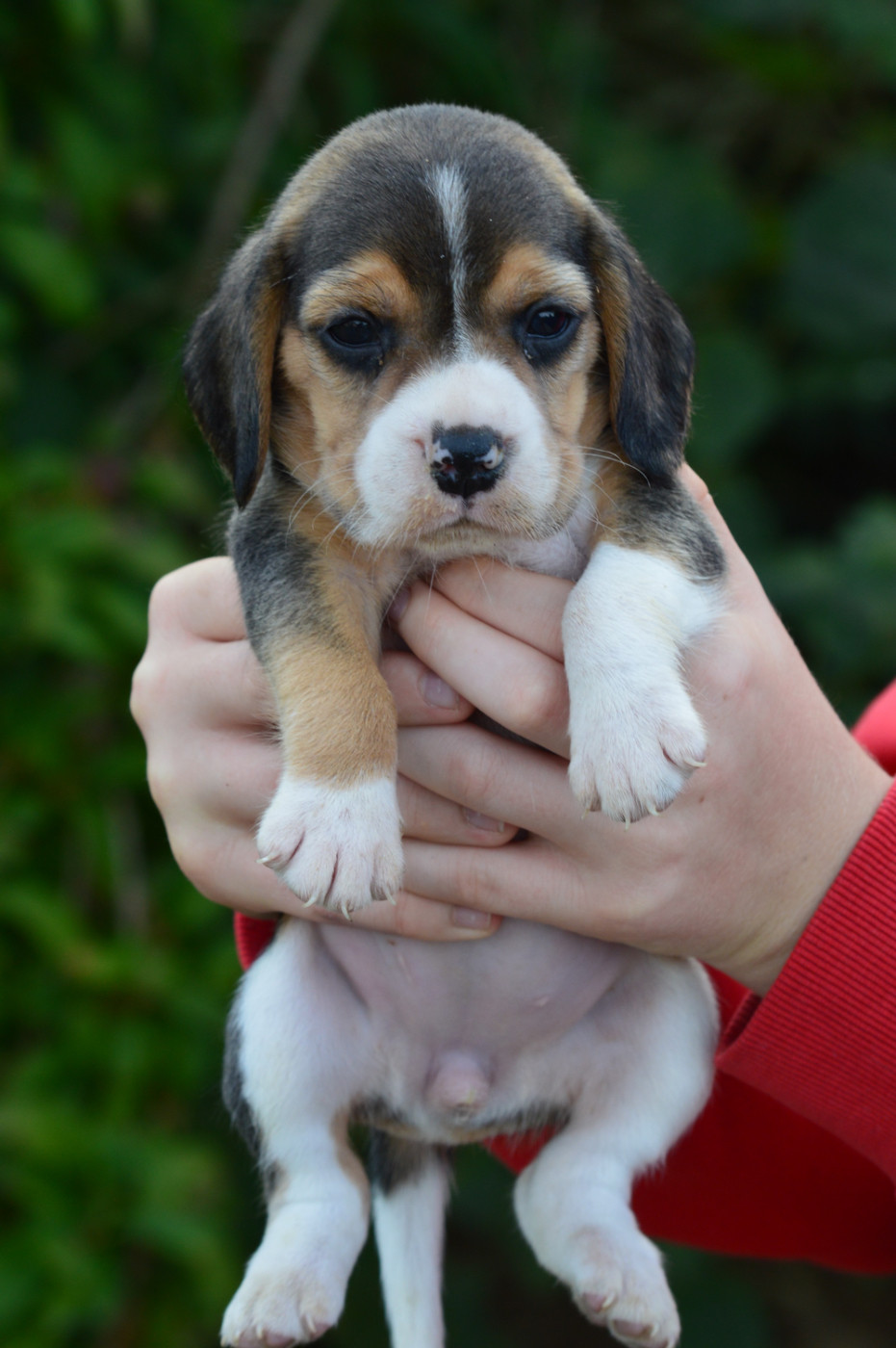 de l'arche de Riwan - Chiots disponibles - Beagle