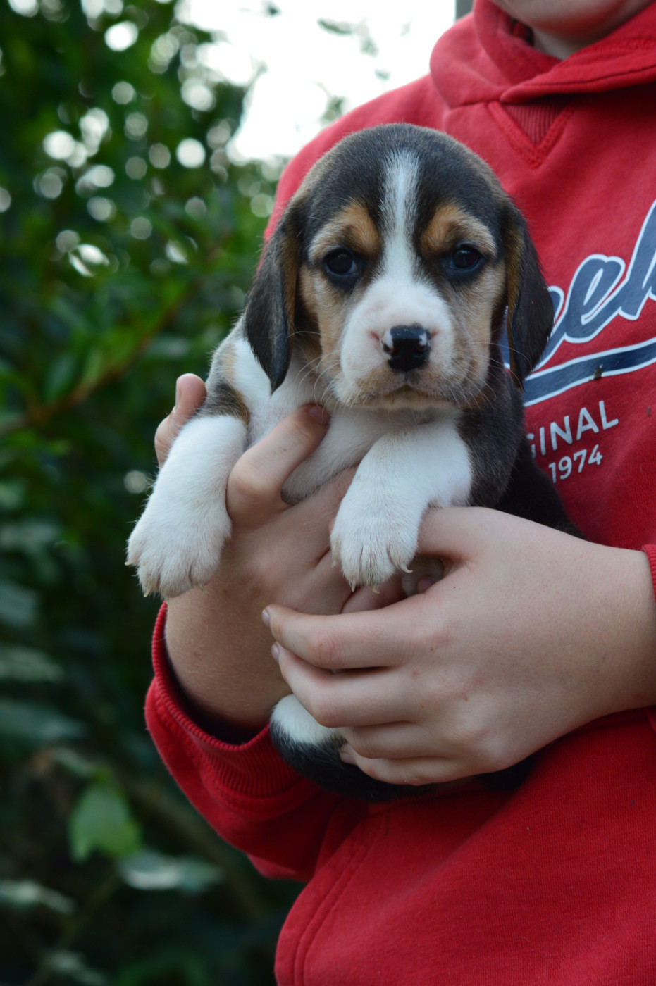 de l'arche de Riwan - Chiots disponibles - Beagle