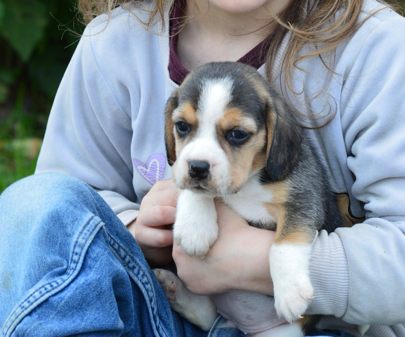 de l'arche de Riwan - Chiots disponibles - Beagle
