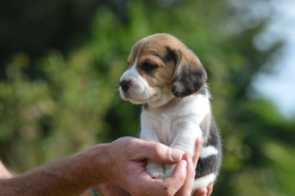 de l'arche de Riwan - Beagle - Portée née le 16/06/2025