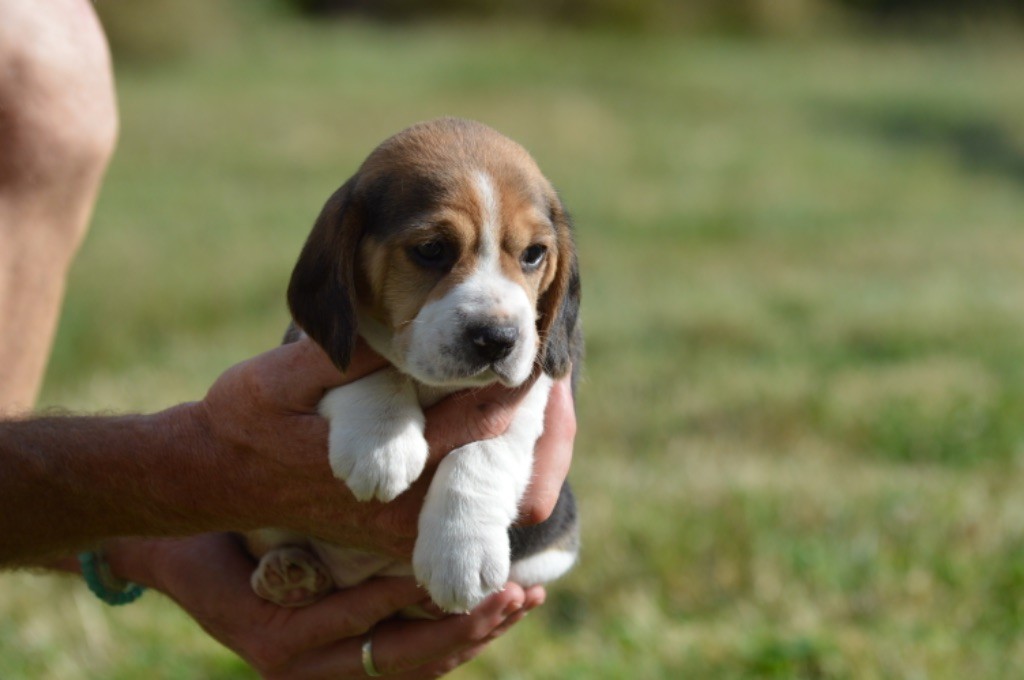 de l'arche de Riwan - Chiots disponibles - Beagle