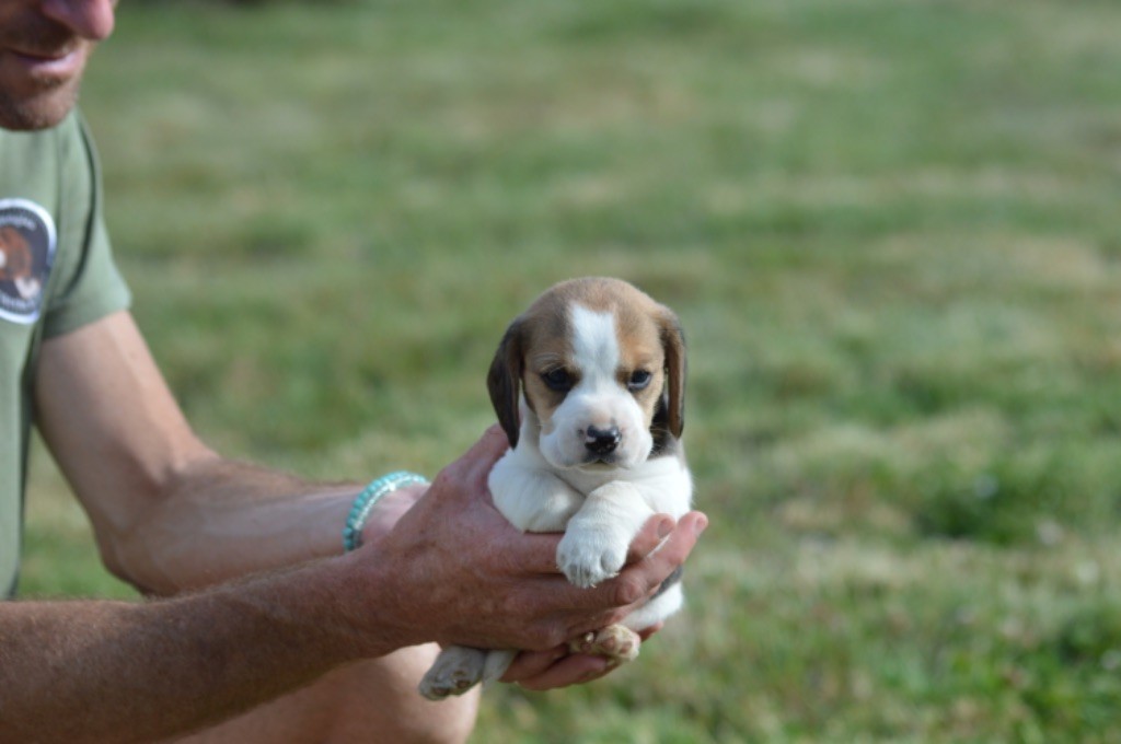 de l'arche de Riwan - Chiots disponibles - Beagle