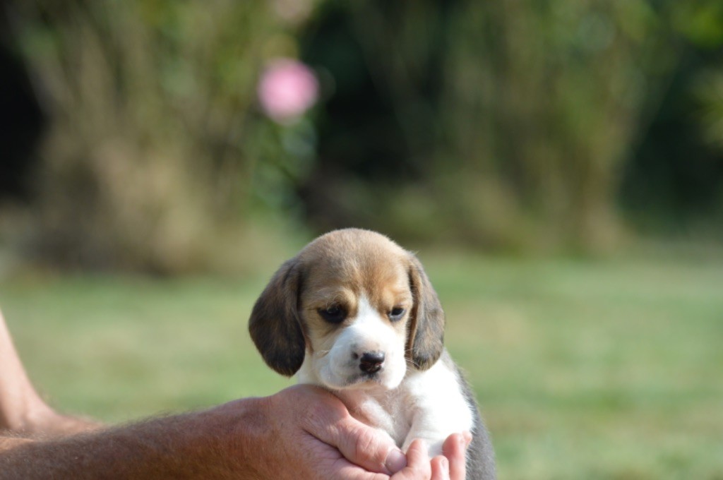 de l'arche de Riwan - Chiots disponibles - Beagle