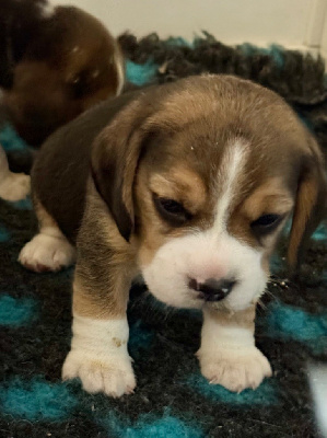 CHIOT 4