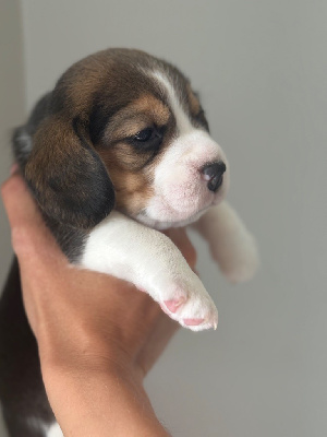 CHIOT 5