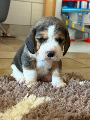 CHIOT 1