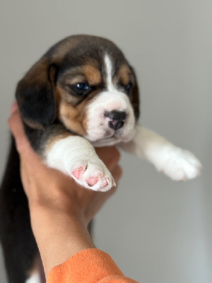 CHIOT 2