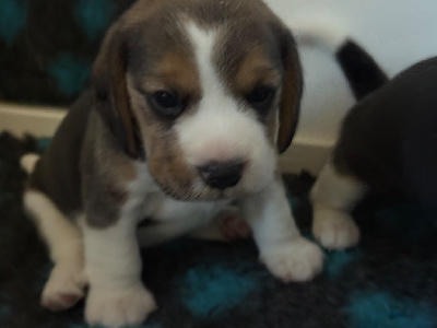 CHIOT 6