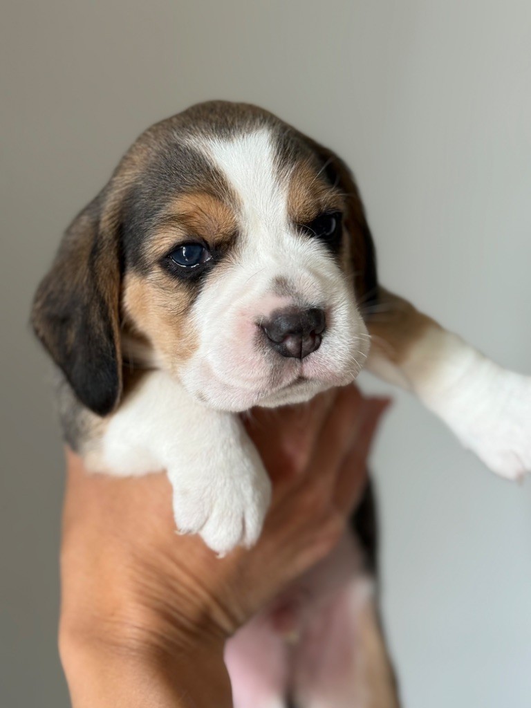 de l'arche de Riwan - Chiots disponibles - Beagle