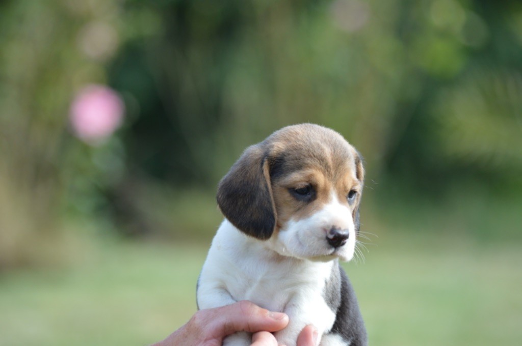 de l'arche de Riwan - Chiots disponibles - Beagle