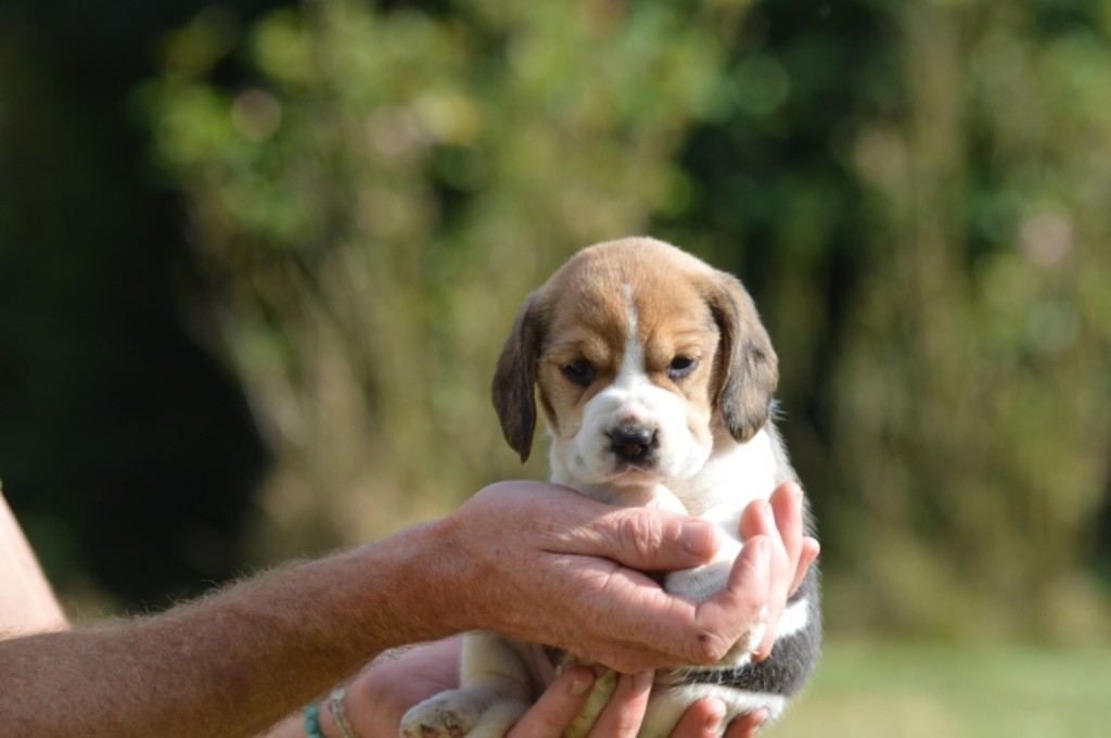 de l'arche de Riwan - Chiots disponibles - Beagle